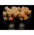 ΤΡΙΑΝΤΑΦΥΛΛΟ ΣΟΜΟΝ 50εκ. ROSEN  ECUADOR VERSILIA50cm